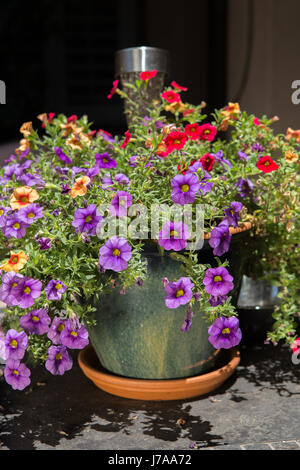 Les couleurs de l'image éblouissante de fleurs (calibrachoa) Millions de cloches dans un récipient de table Banque D'Images
