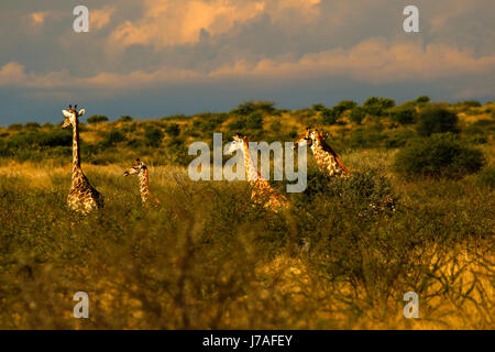 Vue imprenable sur un voyage de girafes alors que sur Safari Banque D'Images