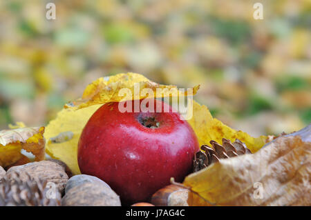 Fermer sur une pomme rouge entre les feuilles jaunes dans le jardin Banque D'Images