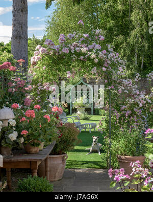 Un lurcher au-dessous une rose arch dans un jardin clos. Banque D'Images