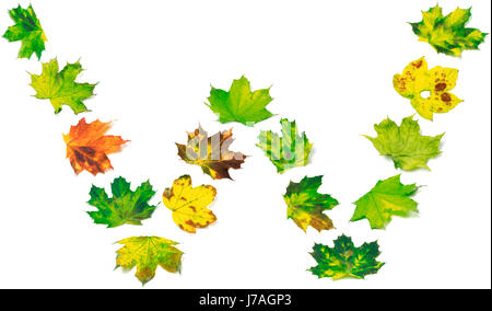 Lettre W multicolore composé de feuilles d'érable. Isolé sur fond blanc. Banque D'Images