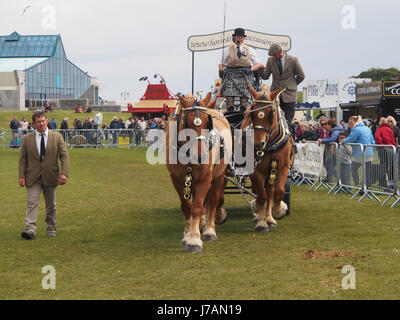 Un chariot tiré par quatre chevaux shire sur l'affichage dans une arène à montrer un pays Banque D'Images