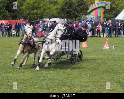 Poneys tirer une débandade lors d'une course se précipitent à l'événement et Rural Station show, Southsea, Portsmouth, Angleterre Banque D'Images