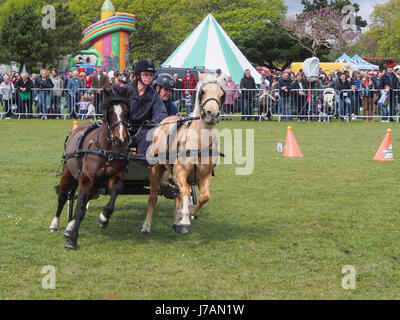 Poneys tirer une débandade lors d'une course se précipitent à l'événement et Rural Station show, Southsea, Portsmouth, Angleterre Banque D'Images