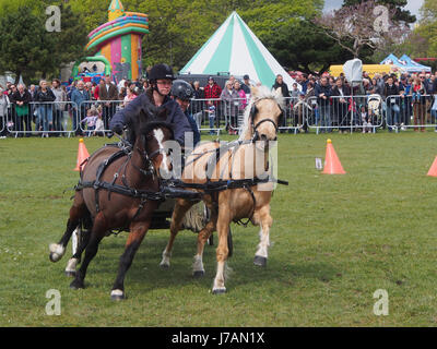 Poneys tirer une débandade lors d'une course se précipitent à l'événement et Rural Station show, Southsea, Portsmouth, Angleterre Banque D'Images