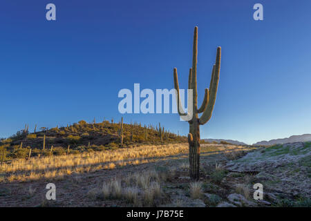 Saguaro cactus, Arizona USA Banque D'Images