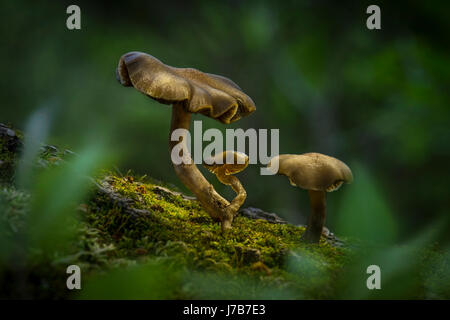 Champignons sur sol forestier Banque D'Images