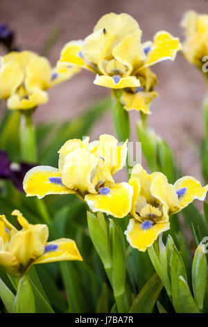 Standard Dwarf Bearded Iris barbata nana 'Little blue Eyes', Iris fleur jaune Banque D'Images