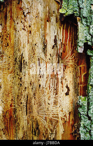 Motif dans les insectes sur la surface d'un arbre Banque D'Images