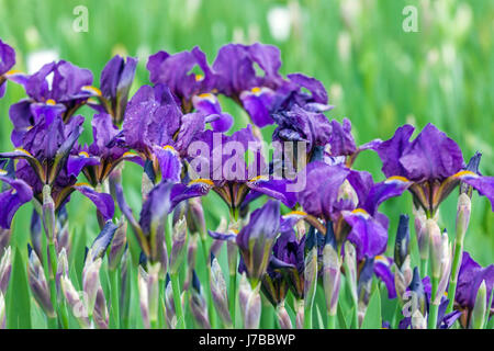 Standard Dwarf Bearded Irises barbata nana Iris 'Piona', Iris fleurs bleu Banque D'Images