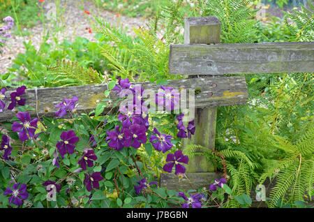 Belle clématite violet fleurs en croissance sur la vieille clôture en bois Banque D'Images