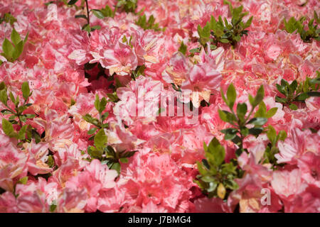 Azalée rose fleurs Banque D'Images