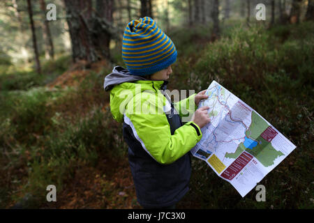 Boy reading a map dans la forêt, les Cairngorms, Scotland, UK. Banque D'Images