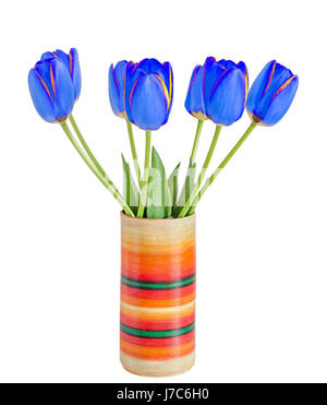 Tulipes fleurs bleu avec rayures de couleur jaune, pot, vase, feuilles vertes, Close up, isolé sur fond blanc Banque D'Images