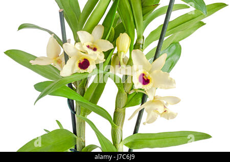 Dendrobium nobile jaune fleurs, branche, feuilles vertes, plant, Close up, fond blanc Banque D'Images