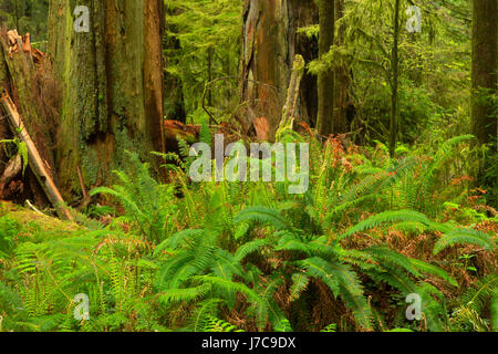 Western sword fern (Polystichum munitum) dans la forêt, Jedediah Smith Redwoods State Park, parc national de Redwood, Californie Banque D'Images
