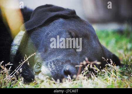 Couchage chien noir Banque D'Images