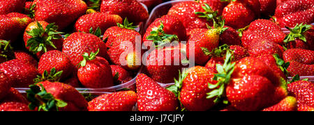 À partir de l'arrière-plan, des fraises fraîchement récoltées directement au-dessus Banque D'Images