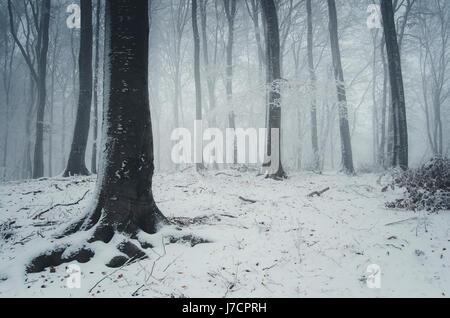 En hiver la neige fond paysage forêt de fantaisie Banque D'Images