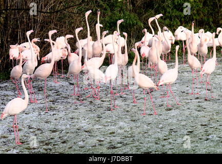 Grand groupe d'une plus grande des flamants roses (Phoenicopterus roseus) en hiver dans la neige au Zoo de Blijdorp Rotterdam, Pays-Bas Banque D'Images