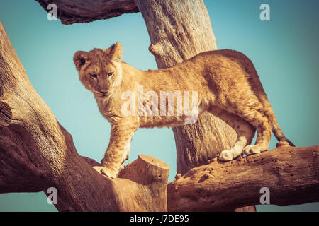 Jeune lion cub jouant sur les branches d'arbres Banque D'Images