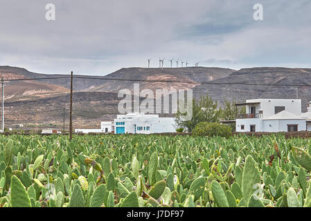 L'élevage de la cochenille Banque D'Images