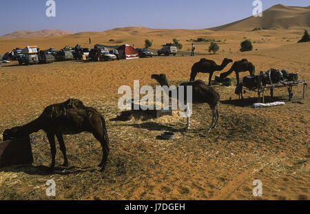 12.11.2010, merzouga, Maroc, afrique - dromadaires dans les dunes de l'erg Chebbi. Banque D'Images