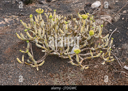 Kleinia neriifolia Banque D'Images