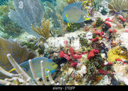 Deux grands anges piscine autour de la barrière de corail Banque D'Images