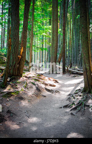 Chemin à travers forêt bordée de racines exposées dans le Glacier National Park, Montana Banque D'Images