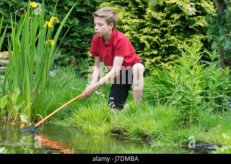 Garçon de onze ans avec un pendage vers l'étang net dans un étang de jardin qu'il a contribué à faire. Sussex, UK. Peut Banque D'Images