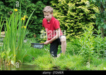 Garçon de onze ans avec un pendage vers l'étang net dans un étang de jardin qu'il a contribué à faire. Sussex, UK. Peut Banque D'Images