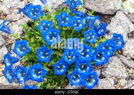 Gentiana angustifolia jardin de plantes alpines rocailles rocailleuses rocailleuses rocailleuses Banque D'Images