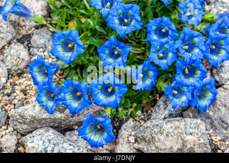 Gentiana angustifolia Blue Alpine Gentian Rock Garden Plant Rocky Stone Dwarf Low Stemless Gentian Spring Flowers Rocks plants fleurissant Banque D'Images