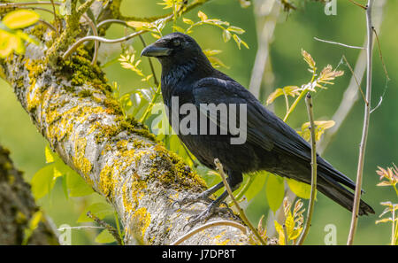 Corneille noire (Corvus corone) perché sur une branche d'un arbre au Royaume-Uni. Banque D'Images