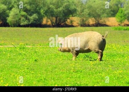Porc en cours d’exécution Banque D'Images