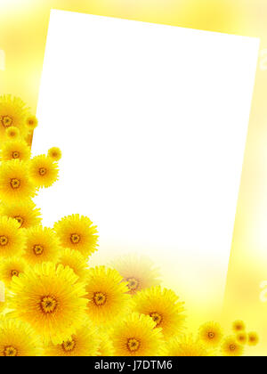 Fond jaune avec beaucoup de fleurs de pissenlit et surface blanche à blanc pour le texte Banque D'Images