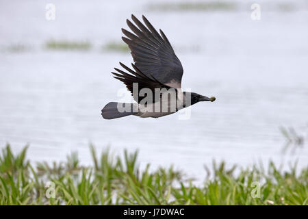 Hooded Crow (Corvus cornix) Banque D'Images