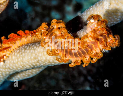 Tordeuse des canneberges barbu,Hermodice carunculata est un type d'bristleworm marin appartenant à la famille Amphinomidae Banque D'Images