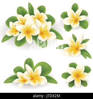 Blanc et jaune Plumeria Flower Illustration de Vecteur