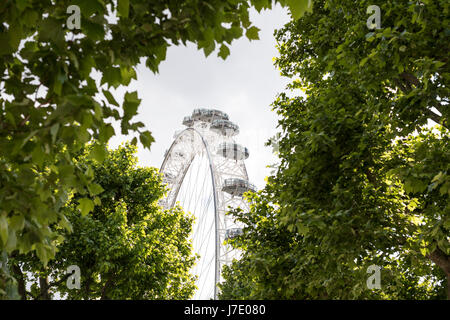 London Eye (grande roue du millénaire) à Southbank, Londres Banque D'Images