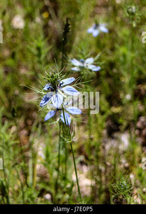 Ranunculaceae : Nigella damscena Banque D'Images