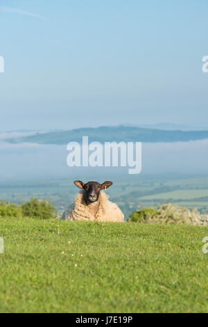 Suffolk sheep sur le dessus de la colline de Broadway avec Bredon colline entourée de brume en arrière-plan. Broadway, Worcestershire, Arles, France Banque D'Images