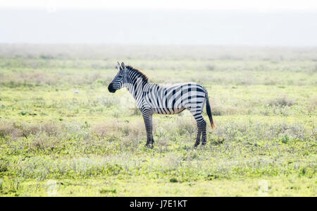 Le zèbre de Burchel (Equus quagga burchellii) sur les plaines du Serengeti Banque D'Images