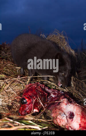 Renards bleus (Alopex lagopus semenovi) viennent la nuit pour dévorer les carcasses de fourrure (Callorhinus ursinus) qui les Aléoutes récoltés sur Komandor-Aleutian j Banque D'Images