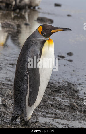 Profil de King Penguin adultes Banque D'Images