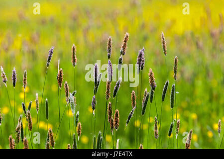 Herbe de renard de prairie, Alopecurus pratensis, floraison dans une prairie colorée herbes vivaces Banque D'Images
