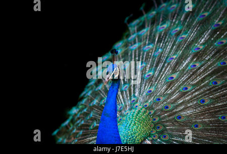 Peacock isolé sur fond noir Banque D'Images