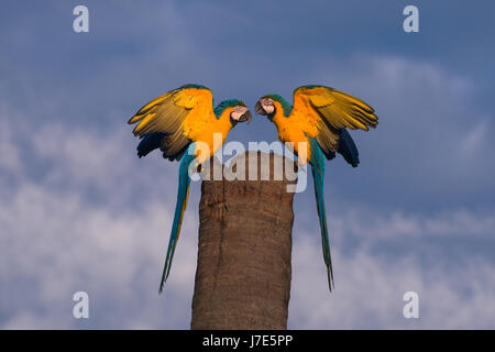 Une paire de bleu et jaune Macaws sur leur arbre Banque D'Images