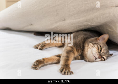 Un chat luxuriates dans la litière d'imbiber & Sleep Banque D'Images